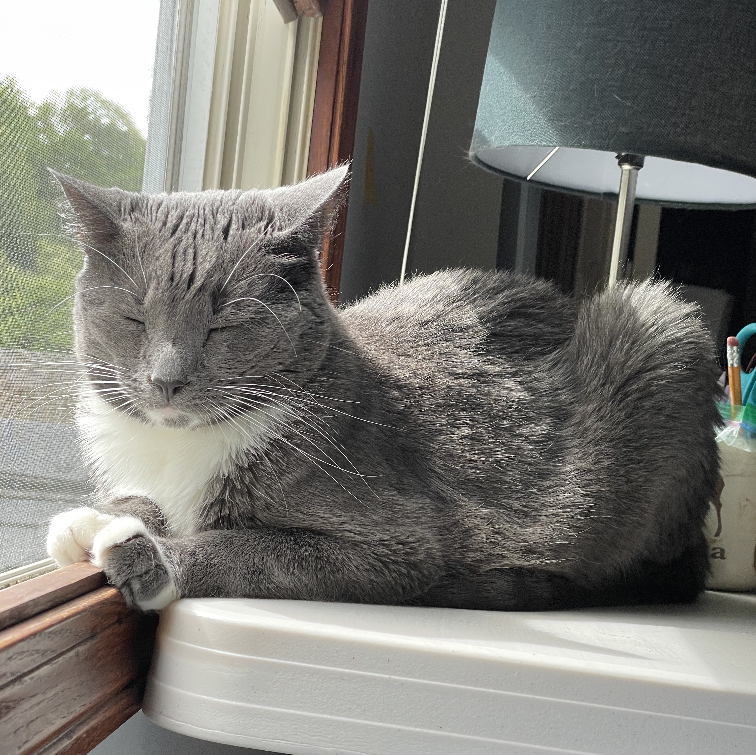 Chini perched on my desk.